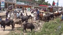 
په سوات کې د قربانۍ د څاروو د مېلې حال
