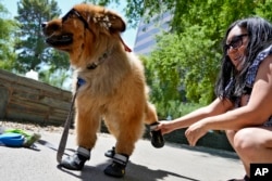 Terry Tang puts paw booties on "Teddy," a 7-year-old chow mix, at a park, July 15, 2024, in Phoenix, Arizona.