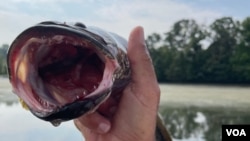 Snakeheads have sharp teeth and can breathe air, which enables them to survive out of the water for several days, as long as their skin remains moist.