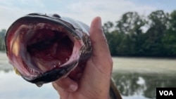 Los peces cabeza de serpiente tienen dientes afilados y pueden respirar aire, lo que les permite sobrevivir fuera del agua durante varios días, siempre que su piel permanezca húmeda.