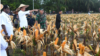 Presiden Jokowi berharap Food Estate dengan varietas jagung di Kabupaten Keeroom, Papua bisa memenuhi kebutuhan jagung nasional khususnya untuk wilayah Indonesia Timur. (Foto: Courtesy/Biro Setpres)