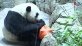 US China Pandas thumbnail