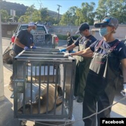 PMMC menyelamatkan dan merawat sejumlah besar pasien yang menderita toksikosis asam domoat (DA). (Facebook/pacificmmc)