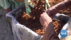 In Afghanistan, Some Factories Use Ancient Methods to Produce Raisins