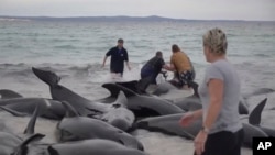 Tim penyelamat mencoba membantu paus yang terdampar di Pantai Cheynes sebelah timur Albany, Australia Selasa, 25 Juli 2023. (Foto: via AP)