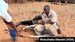 Matebeleland North donkeys welfare project