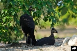 A pair of maleos dig a hole to lay an egg on a beach in Mamuju, West Sulawesi, Indonesia, Friday, Oct. 27, 2023. (AP Photo/Dita Alangkara)