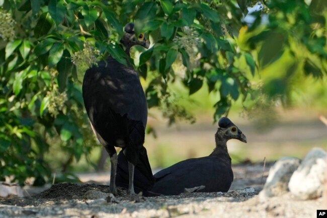 A pair of maleos dig a hole to lay an egg on a beach in Mamuju, West Sulawesi, Indonesia, Friday, Oct. 27, 2023. (AP Photo/Dita Alangkara)