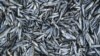 Thousands of Tons of Dead Sardines Wash Ashore in Northern Japan 