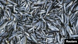 FILE - Sardines are seen at a fish market, July 26, 2003.