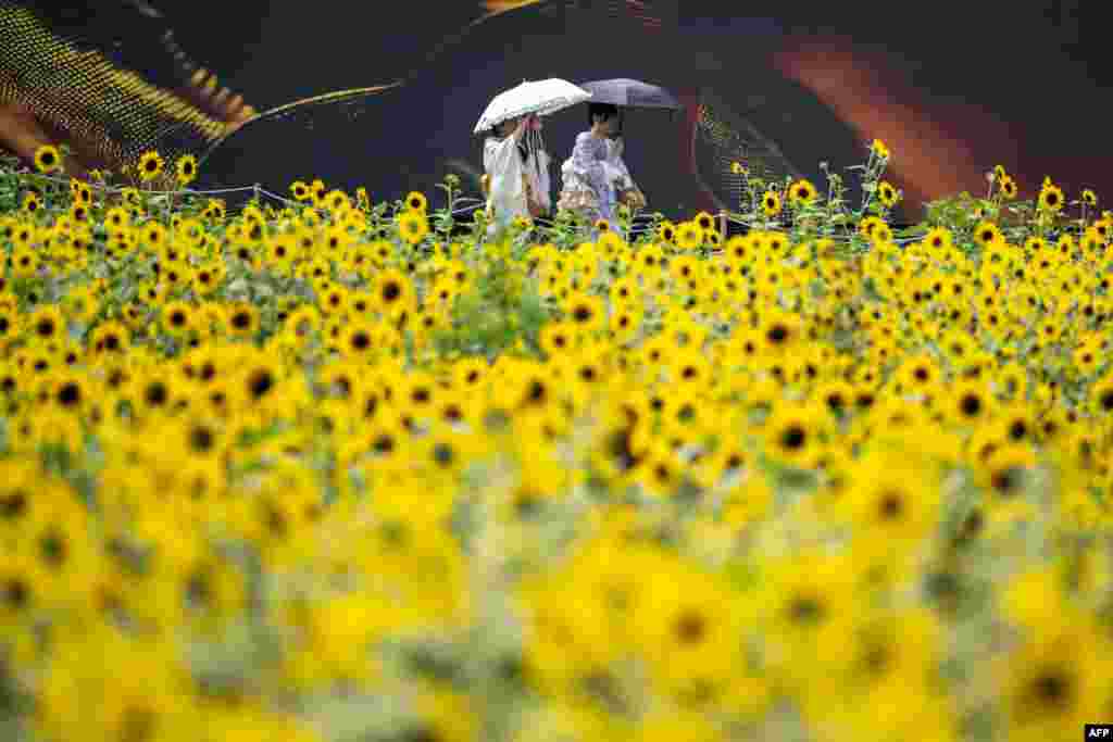 Para pengunjung berjalan di ladang bunga matahari di Taman Kasai Rinkai di Tokyo, saat Jepang dilanda bulan Juli terpanas sejak pencatatan cuaca yang dimulai 126 tahun lalu. (AFP)&nbsp;