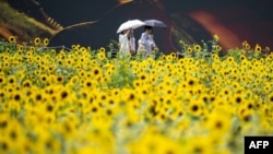 FILE - Visitors walk in the sunflower fields at Kasai Rinkai Park in Tokyo, Aug. 2, 2024, after Japan sweltered through its hottest July since records began 126 years ago.