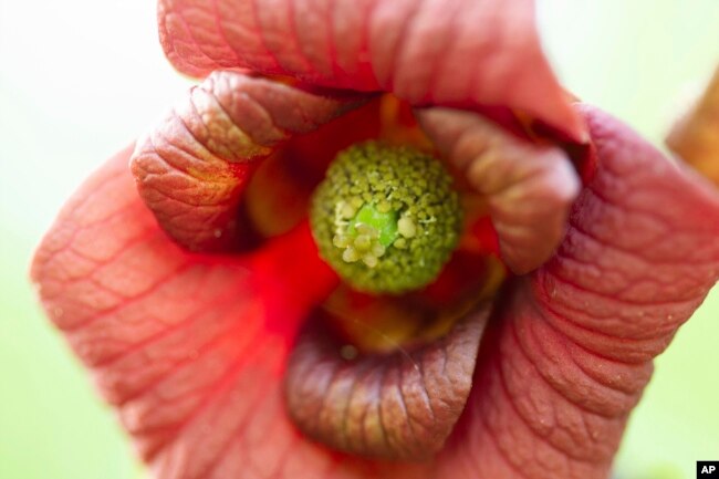 This April 17, 2010, image provided by the Missouri Dept. of Conservation shows the blossom of a pawpaw tree attached to a branch in Missouri. The flower has an odd scent reminiscent of fermenting grapes. (Missouri Dept of Conservation via AP)