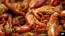 FILE - Boiled crawfish lie on display at a seafood restaurant in New Orleans, Jan. 25, 2013. Amid a crawfish shortage in Louisiana, the nation’s top producer of the crustaceans, Gov. Jeff Landry issued a disaster declaration for the industry March 6, 2024.