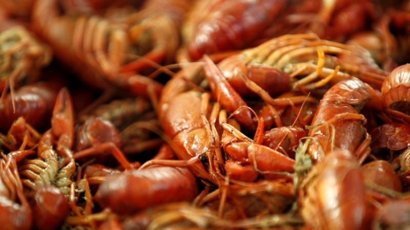 Amid Louisiana's Crawfish Shortage, Governor Issues Disaster Declaration
