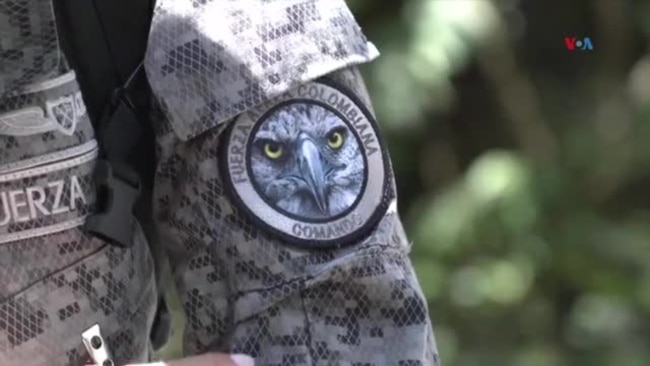 El águila arpía: Biólogos y militares colombianos trabajan para salvarla de la extinción
