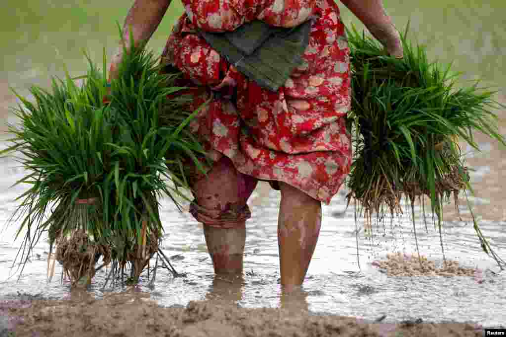 A farmer carries rice samplings as she prepares to plant them on a field, as monsoon season arrives in Bhaktapur, Nepal.