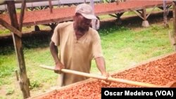 São Tomé, produção da cacau