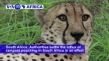 VOA60 Africa- Authorities battle the influx of rampant poaching in South Africa in an effort to protect endangered species