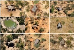 FILE - A combination photo shows dead elephants in Okavango Delta, Botswana, May-June, 2020.