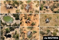 FILE - A combination photo shows dead elephants in Okavango Delta, Botswana, May-June, 2020.