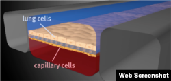 Organs on chip lab