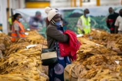A tobacco grower waits patiently for her tobacco crop to be sold at the auction floor in Harare, Thursday, April 8, 2021.