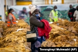 Seorang petani tembakau dengan sabar menunggu hasil panen tembakaunya dijual di tempat lelang di Harare, Kamis, 8 April 2021. (Foto: AP)