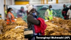 FILE: In a representative illustration, a tobacco grower waits patiently for her tobacco crop to be sold at the auction floor in Harare, Thursday, April 8, 2021.