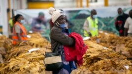 A tobacco grower waits patiently for her tobacco crop to be sold at the auction floor in Harare, Thursday, April 8, 2021.