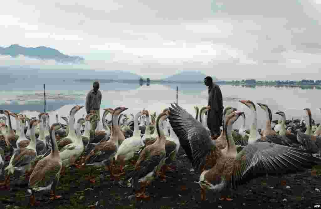 인도 스리랑가 달 호수에서 카슈미르 남성들이 거위에게 먹이를 주고 있다.