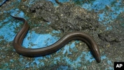 An eel crawls in a pool as its farm owner replaces water in the eel rearing pool at Tonle Sap complex, north of Phnom Penh, Cambodia, July 31, 2024.