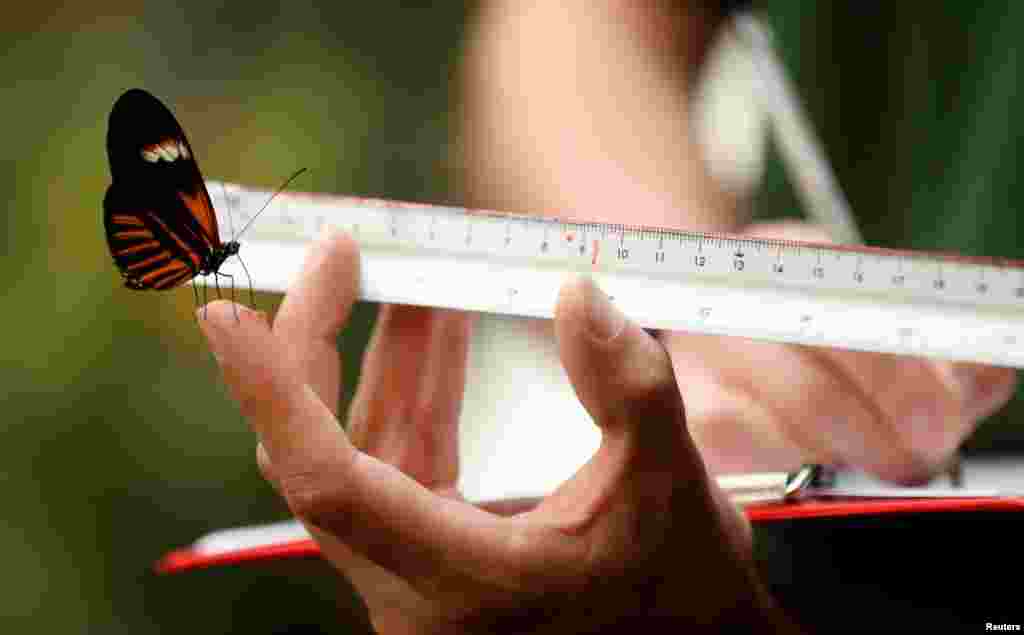 A zoo keeper measures a Postman Butterfly at ZSL Whipsnade Zoo 2021 weigh-in and measurement, in Dunstable, Britain.