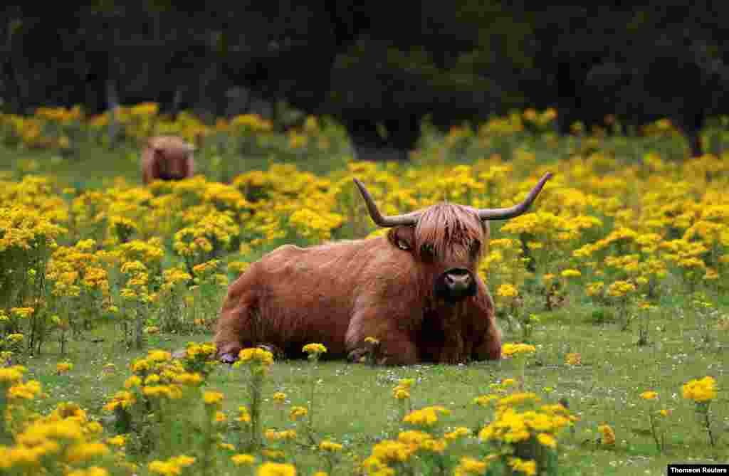 영국 피틀로크리의 들판에서 소가 쉬고 있다.