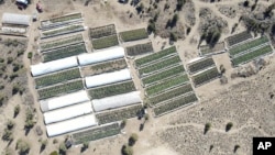 A marijuana grow is seen on Sept. 2, 2021, in an aerial photo taken by the Deschutes County Sheriff's Office the day officers raided the site in the community of Alfalfa, Ore. 