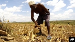 Brasil: Afro-descendentes vão ter subsídio agrícola