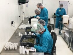 Працівники обробляють канабіс на легальному виробництві марихуани в Лос-Анджелесі, листопад 2018 року