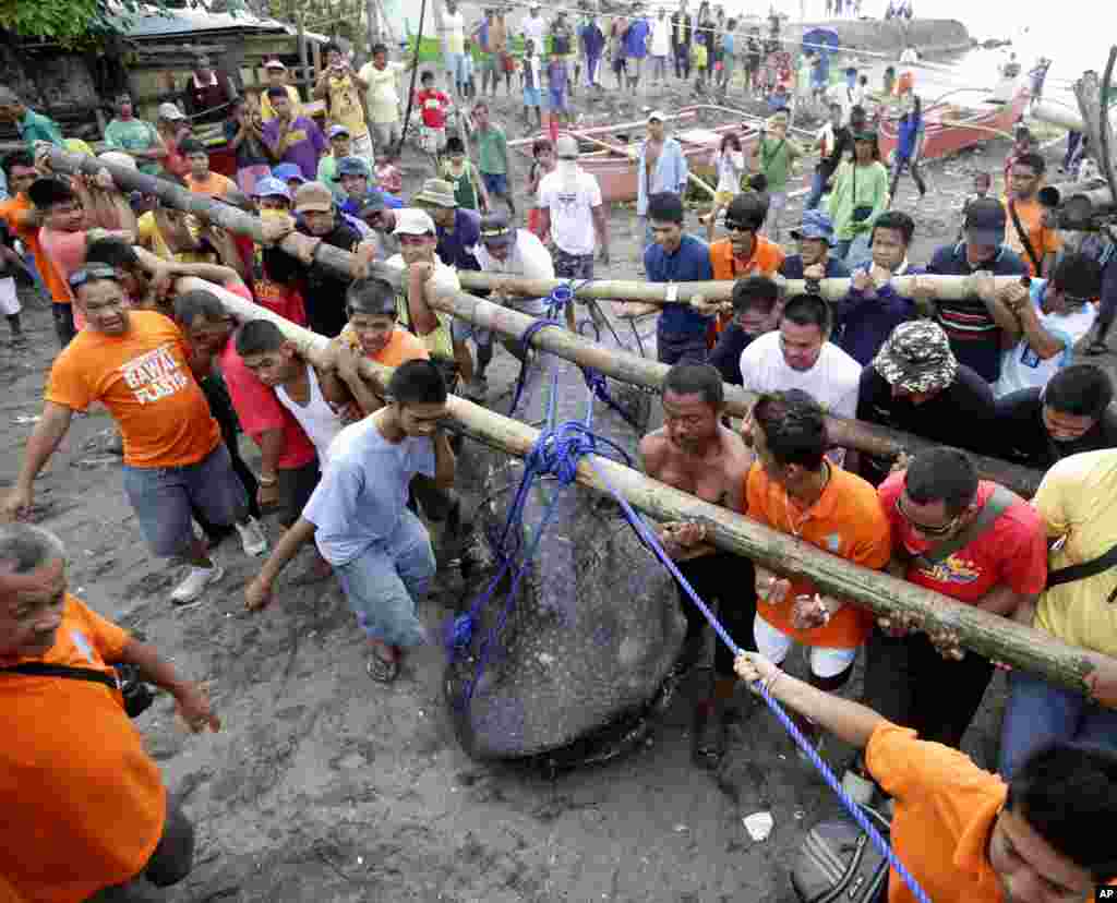 Residents and volunteers help remove a dead whale shark that was swept ashore at the coastal township of Tanza, Cavite province south of Manila, Philippines. 