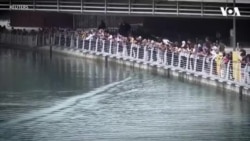 한국 부산 인공 수로서 발견된 상어 ‘부캉이’