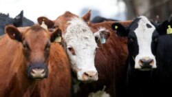 Ezamasiko: Abantu Bangalobola Na Bekhulumisana Ebulenjini Bokuxhumana?