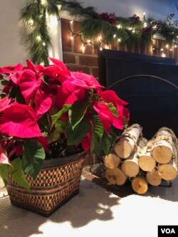 ຕົ້ນດອ​ກ​ poinsettia ແລະ​ກອງ​ຟືນຈູດ ​ຢູ່ເຕົາ​ໄຟ​ໃນ​ເຮືອນ ​ບັນ​ຍາ​ກາດ​ບຸນ​ຄ​ຣິ​ສ​ມາ​ສ