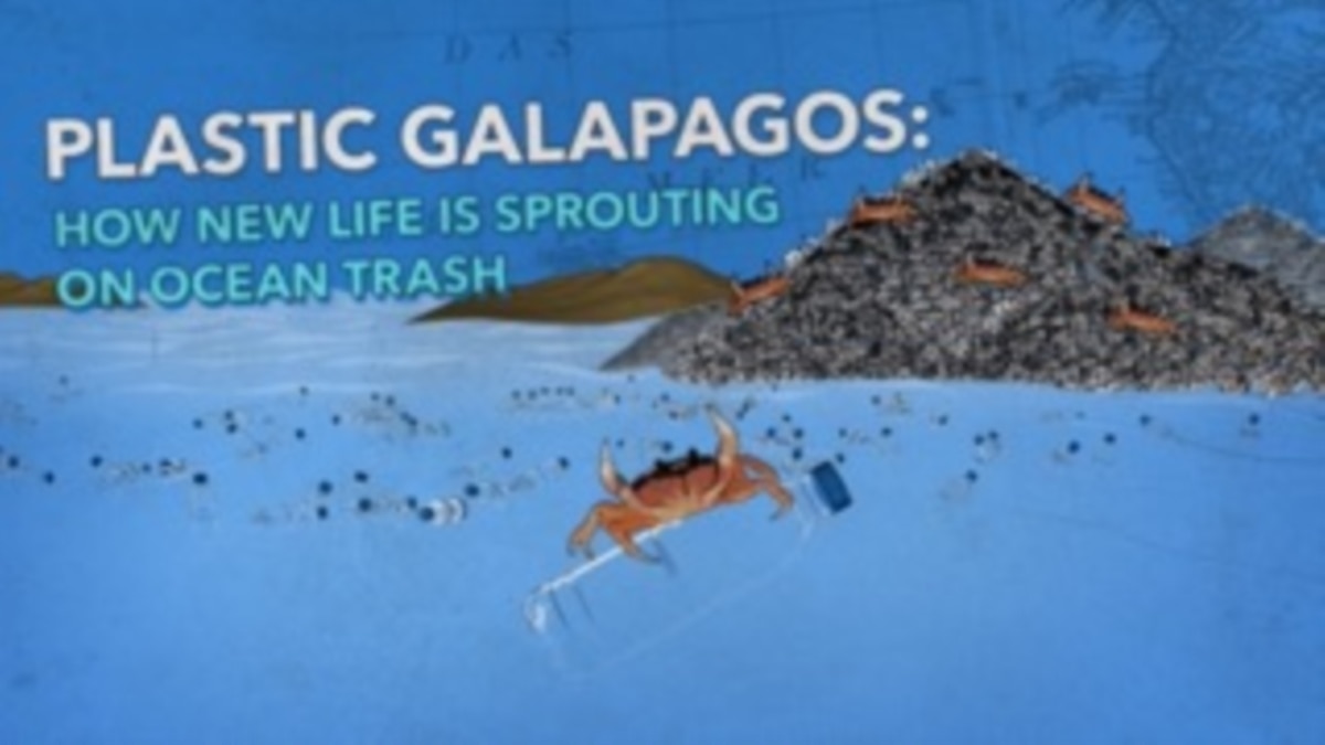 Plastic Galapagos How New Life Is Sprouting on Ocean Trash