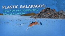 Plastic Galapagos: How New Life Is Sprouting on Ocean Trash 