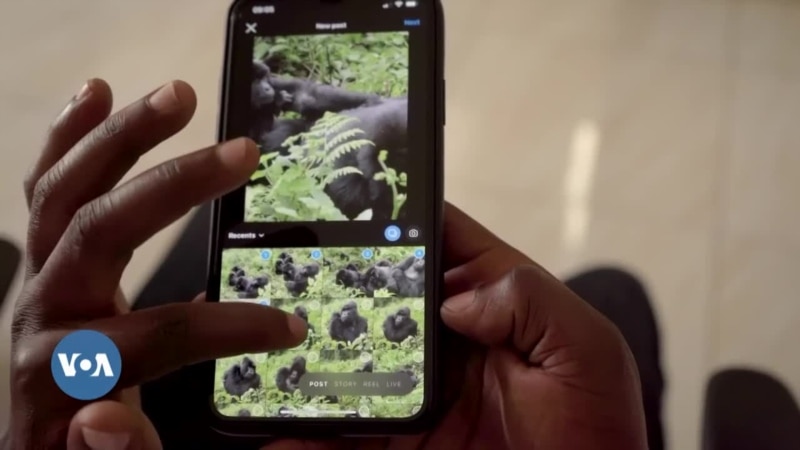 GorillaGram : l'application pour protéger les gorilles au Rwanda