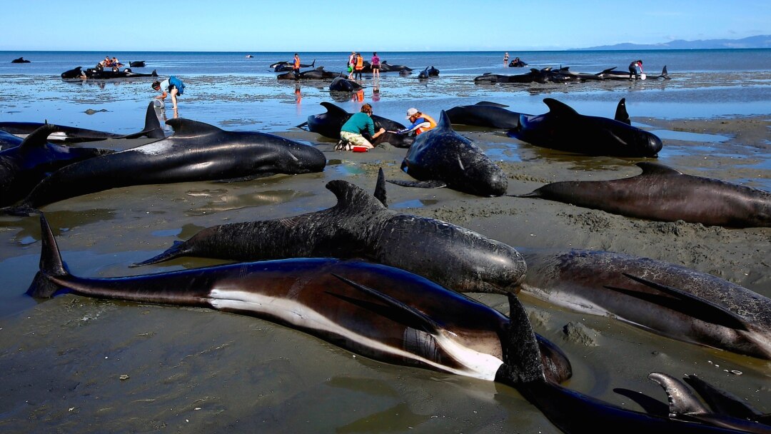 477 stranded whales die off New Zealand : NPR