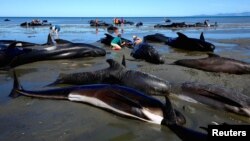 FILE - Volunteers try to assist stranded pilot whales that came to shore in the afternoon after one of the country's largest recorded mass whale strandings, in Golden Bay, at the top of New Zealand's South Island, Feb. 11, 2017. 