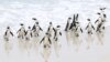 FILE - Endangered African penguins walk on a beach at Cape Town's famous Boulders penguin colony, a popular tourist attraction and an important breeding site for African penguins that are suffering an outbreak of avian flu in Cape Town, South Africa, Sept. 22, 2022. 