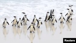 FILE - Endangered African penguins walk on a beach at Cape Town's famous Boulders penguin colony, a popular tourist attraction and an important breeding site for African penguins that are suffering an outbreak of avian flu in Cape Town, South Africa, Sept. 22, 2022. 