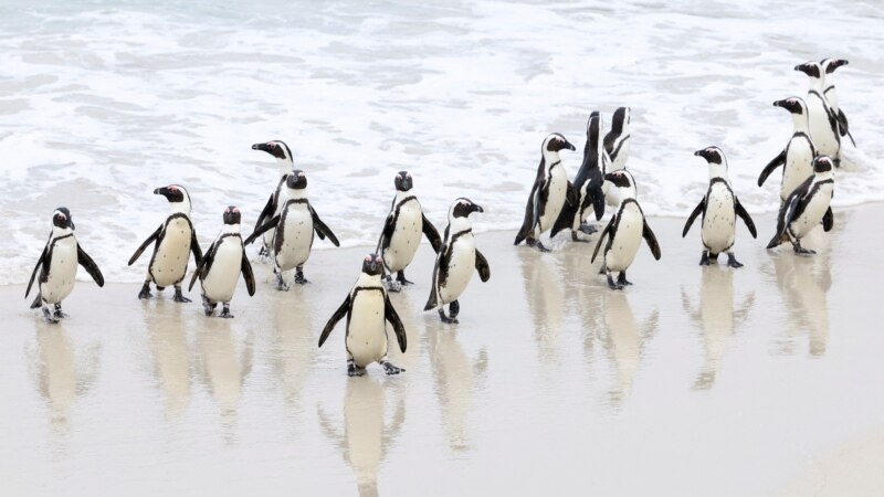 Bird Flu Hits Colony of Endangered Penguins in South Africa