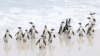 A group of endangered African penguins walk on a beach at Cape Town's famous Boulders penguin colony, a popular tourist attraction and an important breeding site for African penguins that are suffering an outbreak of avian flu in Cape Town, South Africa, 